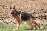BERGER ALLEMAND 1259